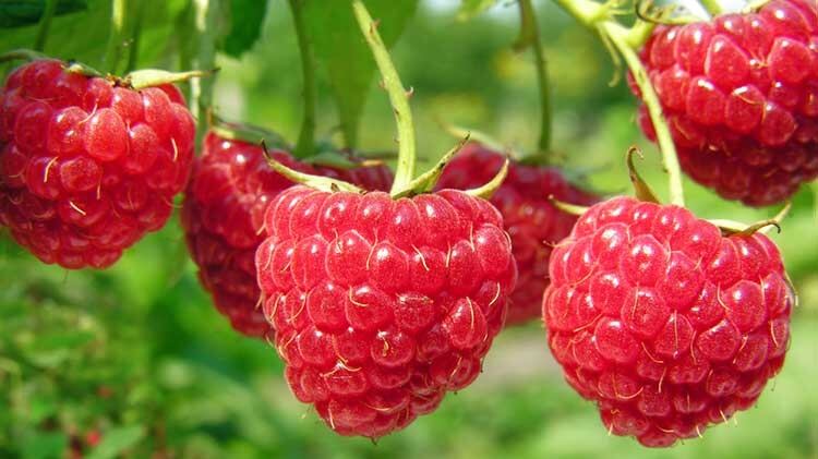 Las Frambuesas estan 100% recomendadas para la salud intestinal | Foto: Referencial