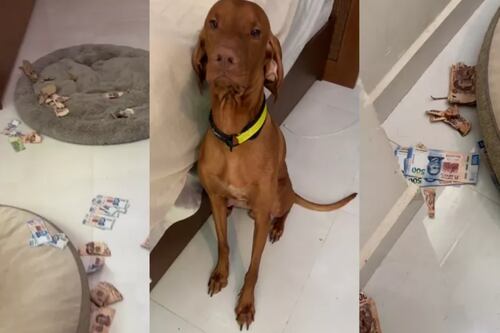 Este perro se comió los ahorros de su dueña