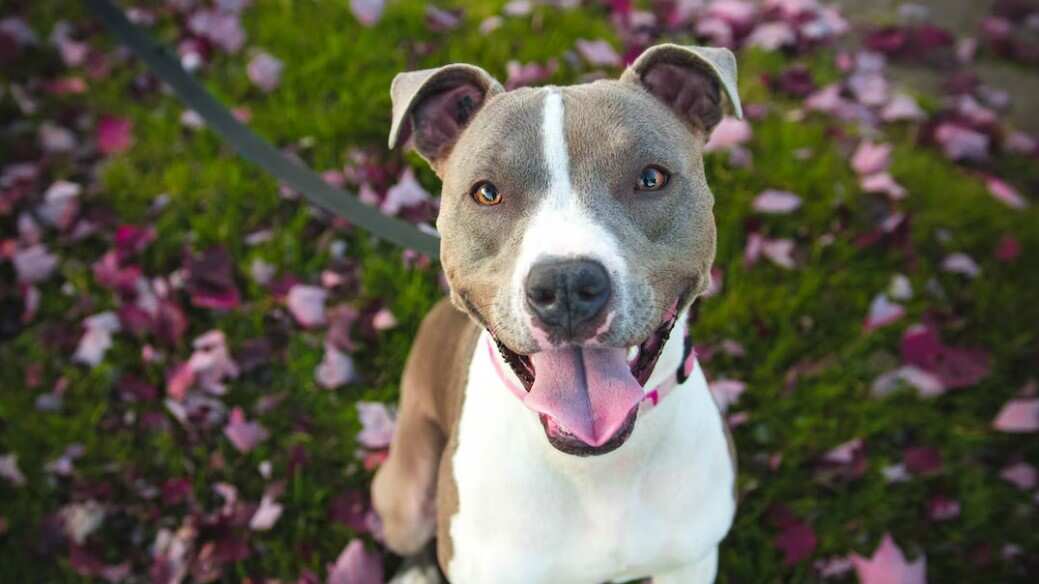 Esta raza de perros es una de las que tiene mayor carácter