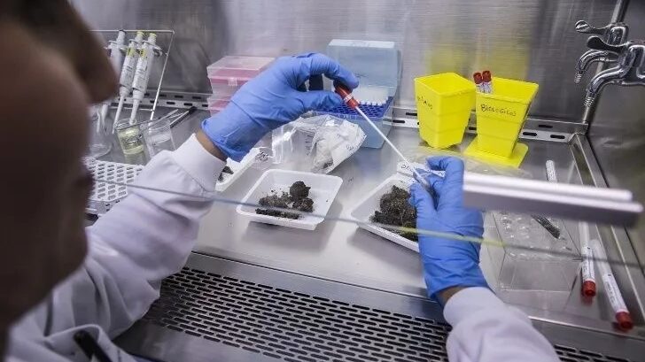 Varias posibilidades prevalecen entre el trasplante de heces y la oncología.