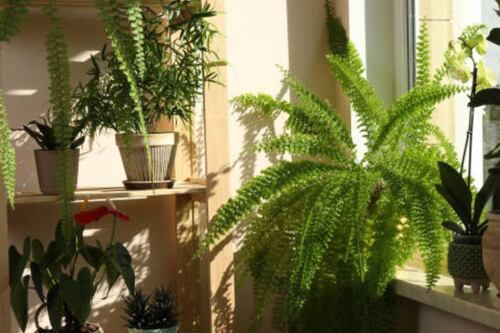 Las mejores plantas de desierto ideales para casas calientes