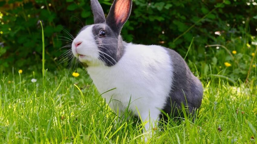 Gana este reto de los conejitos