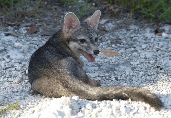 Investigadores lograron obtener las primeras fotografías en más de 20 años del zorro enano de Cozumel, uno de los cánidos más raros del planeta. Foto: Rafael Chacón.