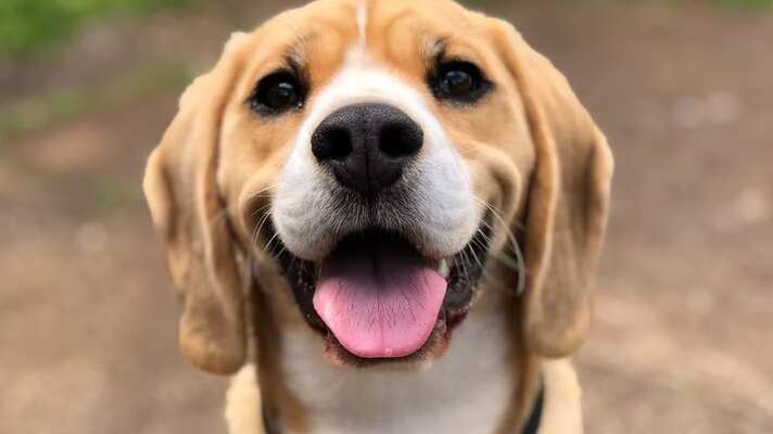 El adorable reencuentro de una familia con su mascota