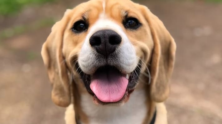El adorable reencuentro de una familia con su mascota