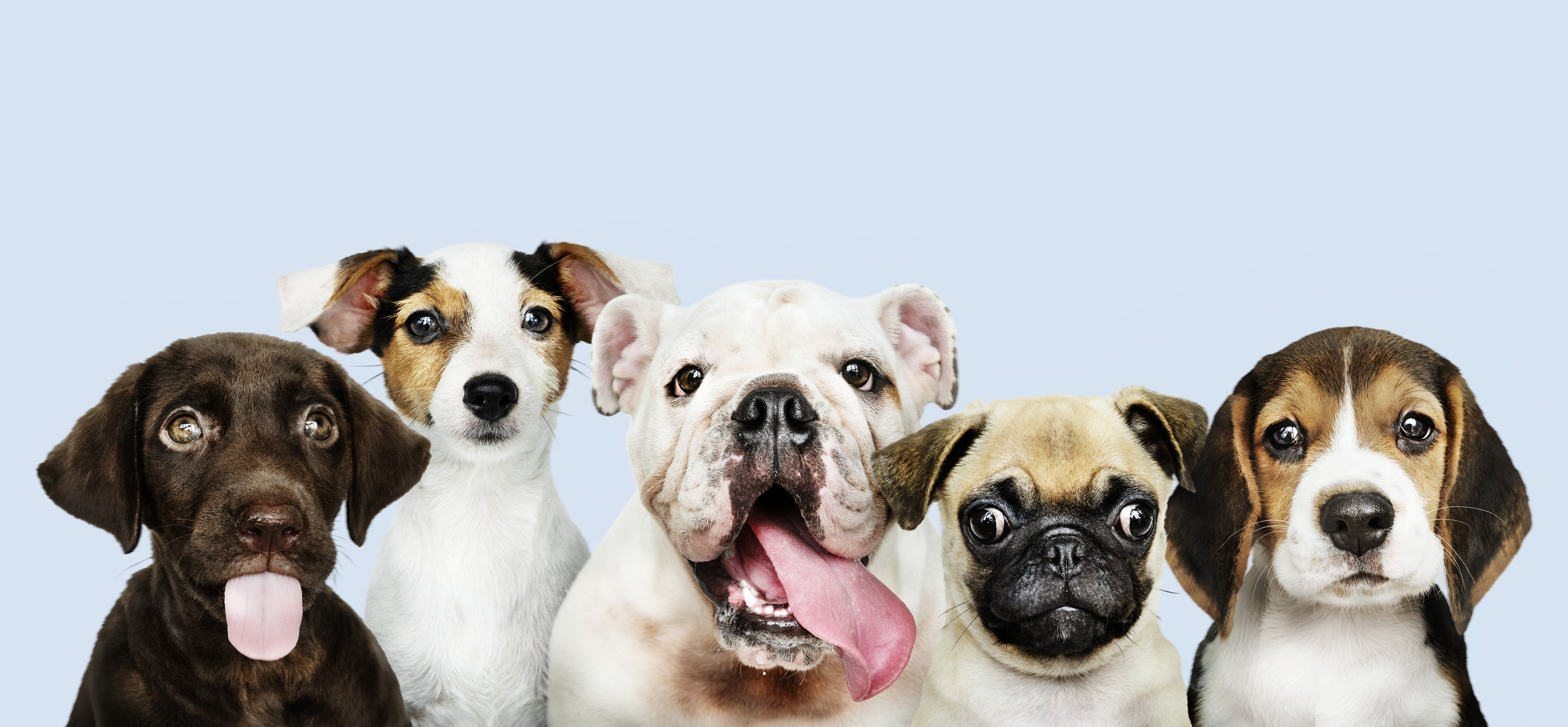 Muchos perros muestran un interés especial por programas en los que aparecen animales, sobre todo de su propia especie, y documentales de naturaleza, de acuerdo con diferentes estudios. Foto: Freepik.