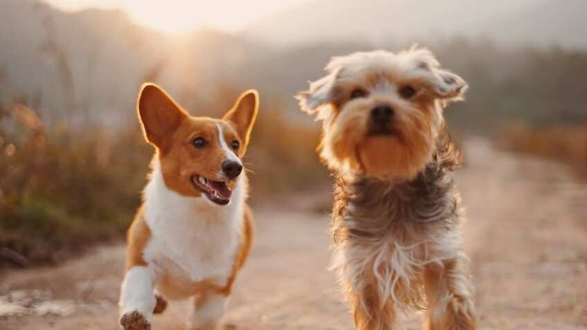 Los perros no son fáciles de engañar