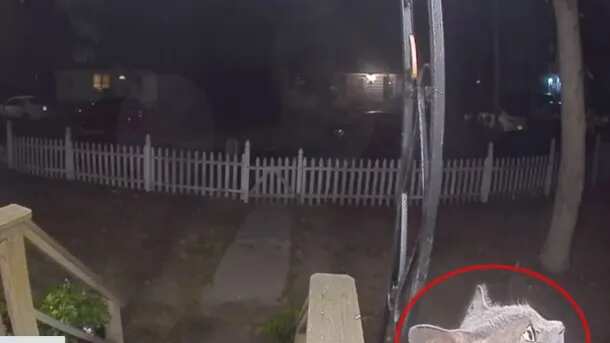 Cámara capta a gata al llegar a casa y tocar el timbre.