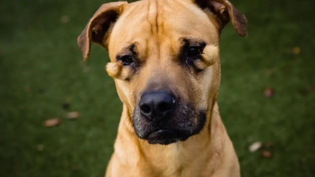 Lena fue famosa por "fea", pero ya tiene un hogar