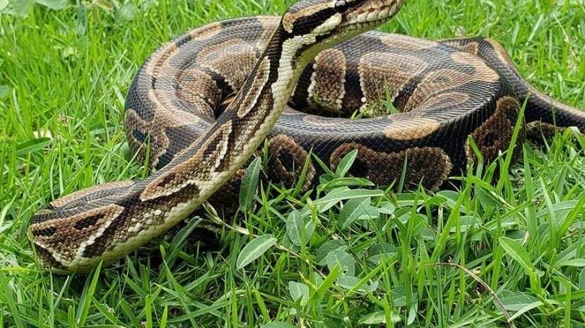 Son unos de los reptiles más peligrosos