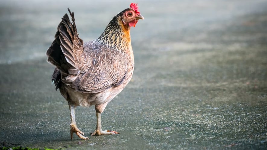 Una historia que jamás se volvió a repetir con otro pollo