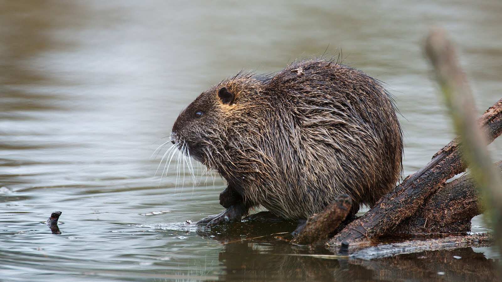Se hace  énfasis en una nutria ayudante que respalda a su cuidador.