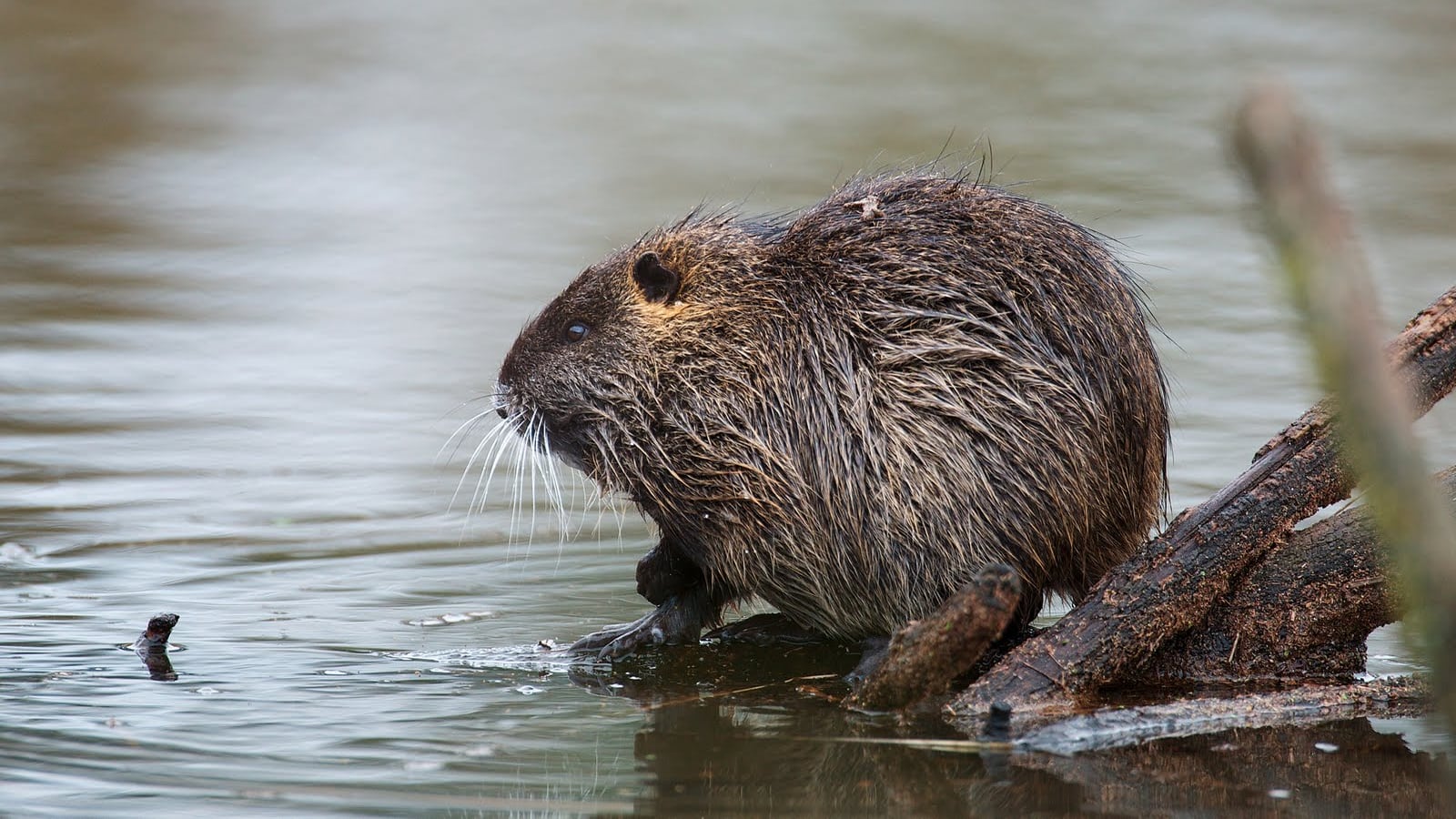 Se hace énfasis en una nutria ayudante que respalda a su cuidador.