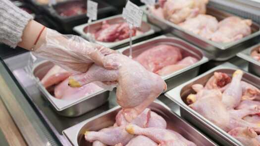 colusion de los pollos