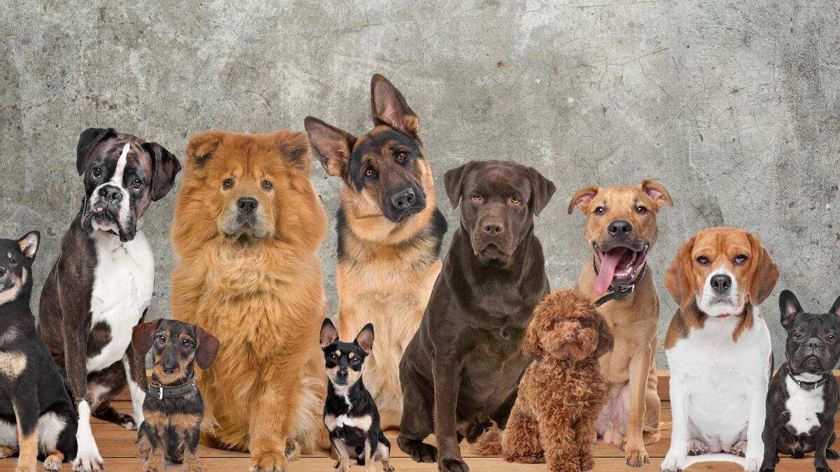 El nombre de sus perros puede ser el mismo de otro grupo de perros. | Foto: Referencial