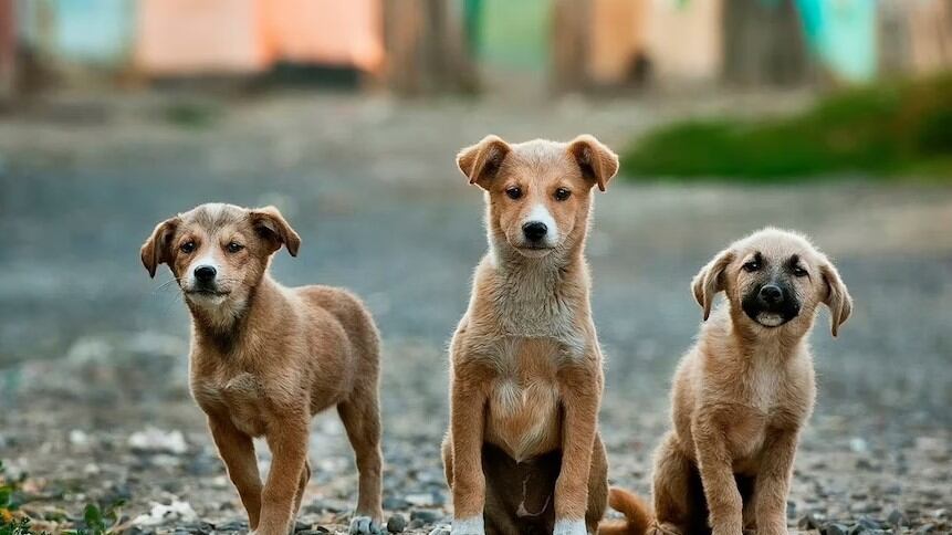 Los perritos son de las mascotas más fieles y adorables