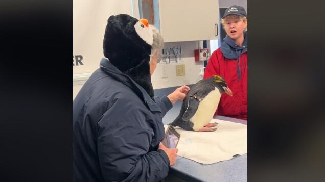 La mujer no aguantó emocionarse al ver y tocar por primera vez a un pingüino