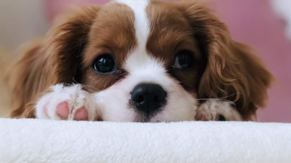 Debes adecuar tu espacio para la nueva mascota