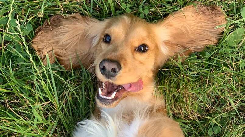 Las travesuras de las mascotas no paran en casa