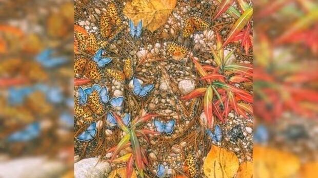 Elige una de las figuras de la imagen.