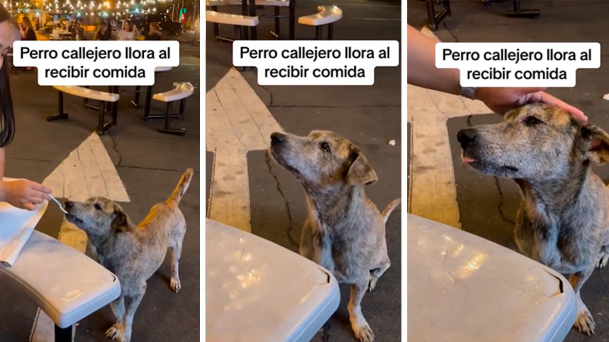 Ayuda a los animales que lo necesiten