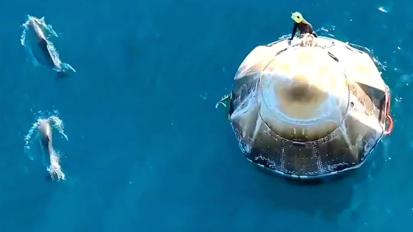 Manada de delfines dio la bienvenida a los astronautas que regresaban a la Tierra