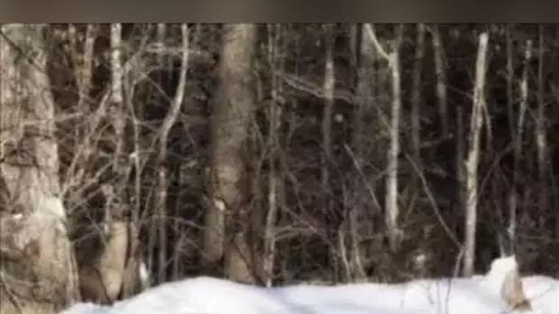 Encuentra los venados ocultos.