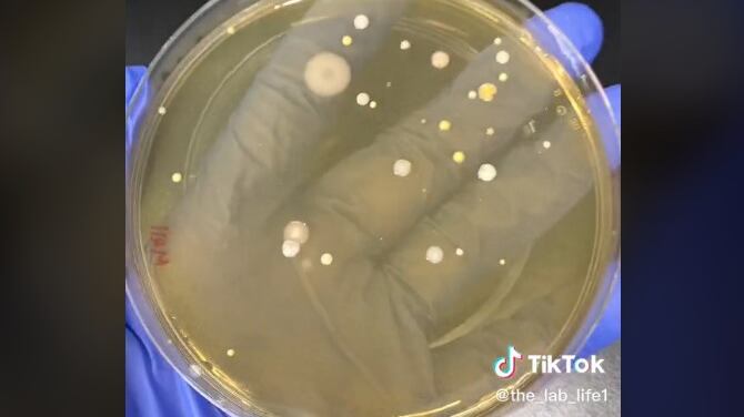 Las bacterias de un secador de mano de un baño público
