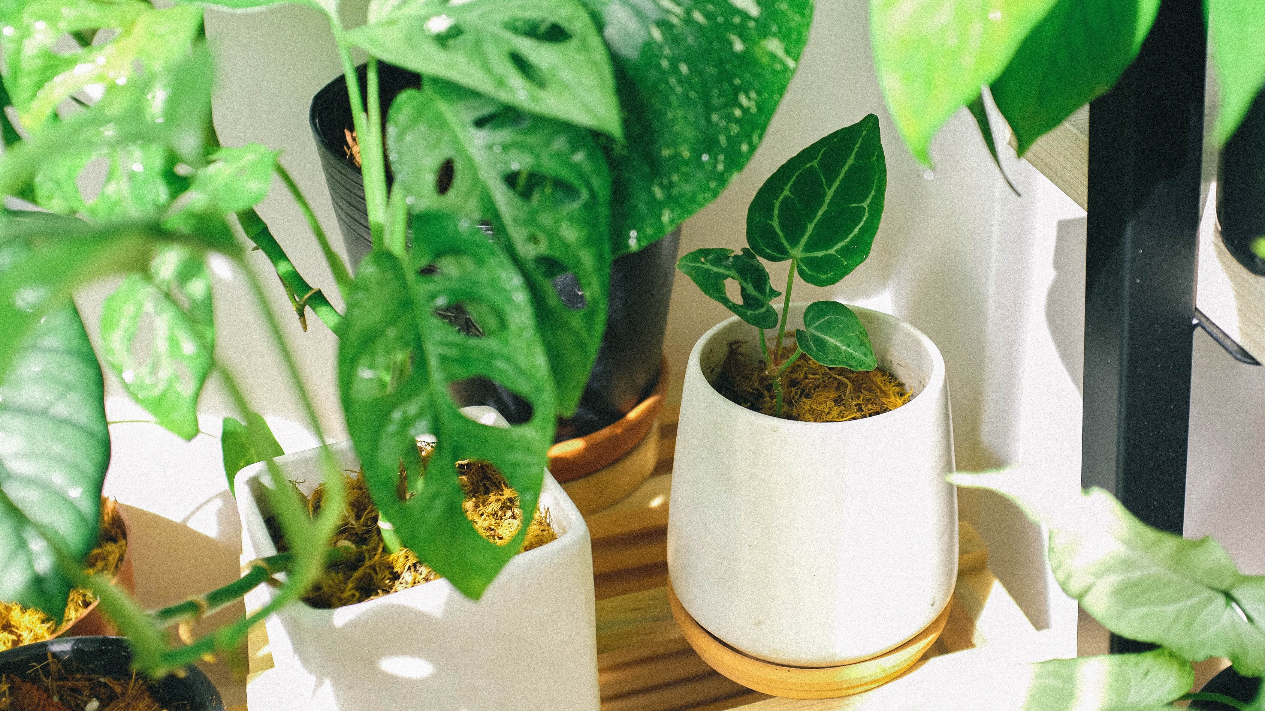 Plantas de interior que sobrevivem sem luz: porquê são a melhor opção para você