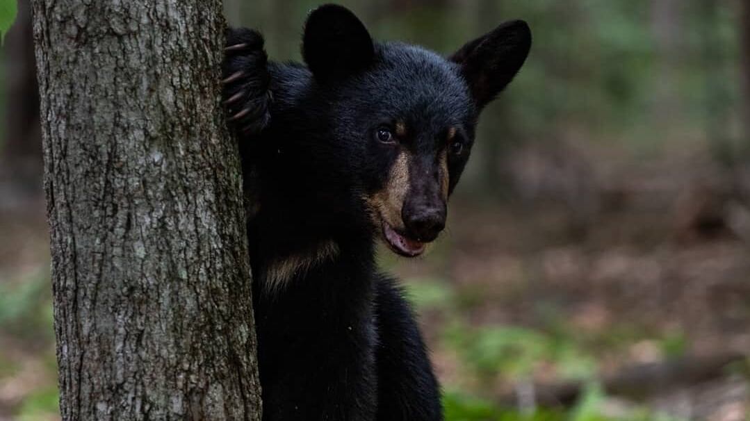 Los osos han sido la especie más lastimada, desde el bebé que fue baleado en Santiago hasta otro que fue atropellado en la carretera.