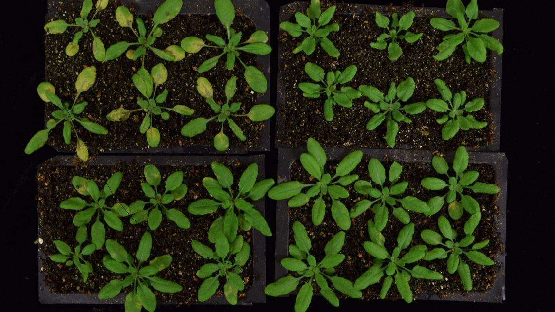 Plantas reprograman sus células