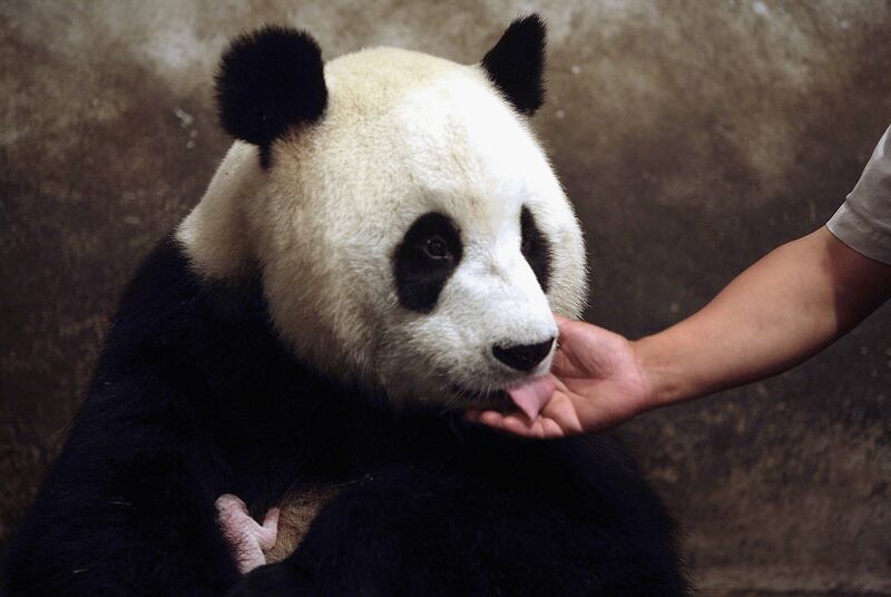 pandas gigantes acariciado