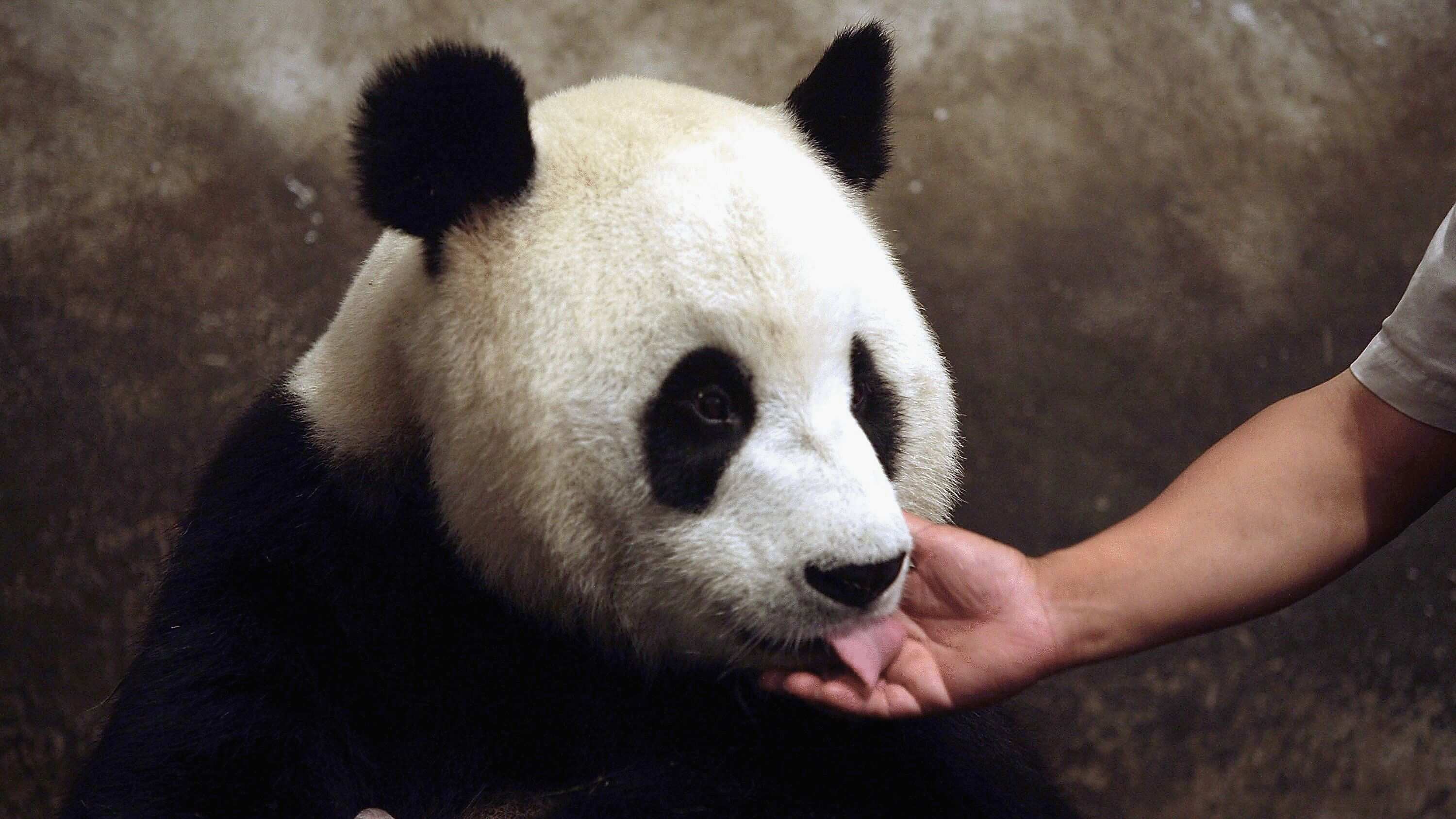 pandas gigantes acariciado