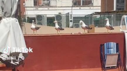 Las gaviotas se llevaron la comida