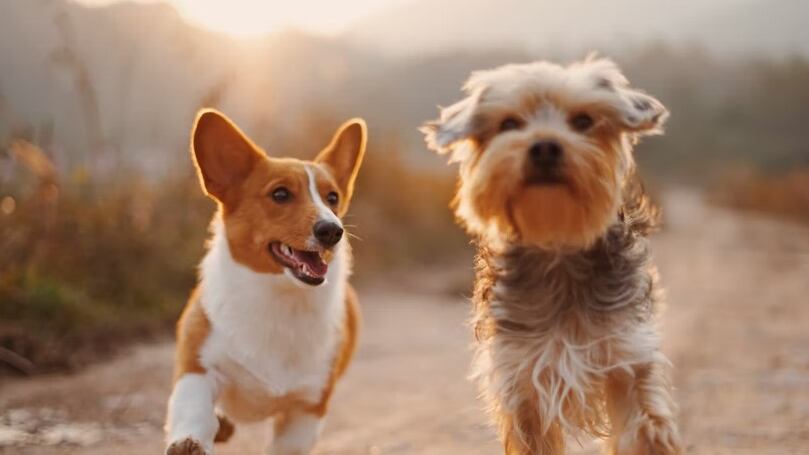 Los perros son el mejor amigo del hombre