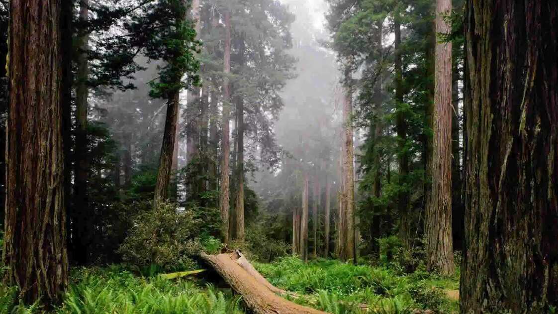 La NASA descubre que la tierra luce más verde que hace 20 años