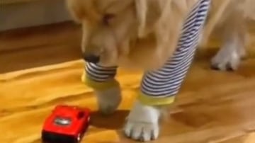 Perrito viral