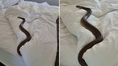 Vio una serpiente sobre su cama