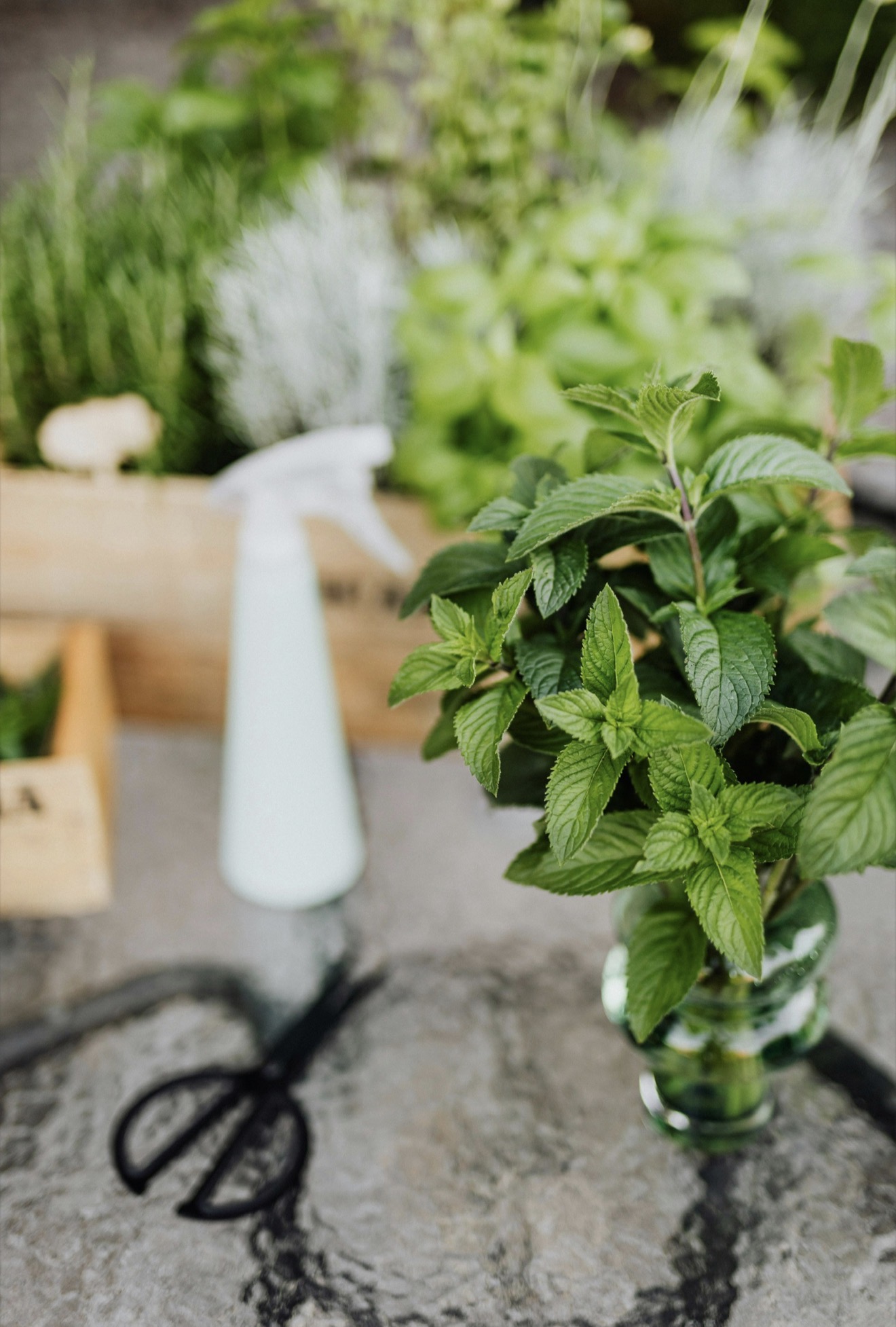 Plantas acuáticas para transformar tu hogar