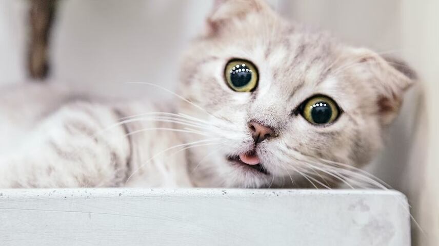 Los gatitos son de las mascotas más adorables