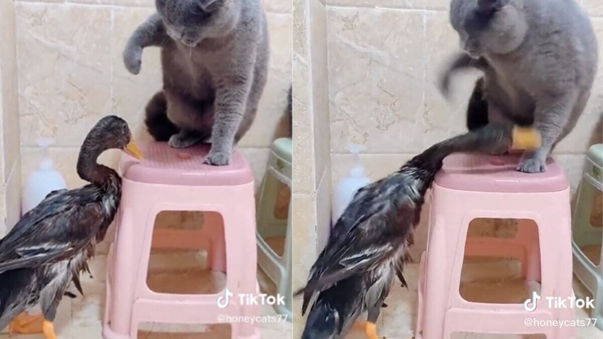 El gato más atrevido