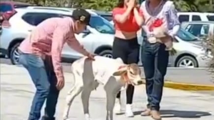 Joven vaquero es viral por regalar flores y un becerro a su amada