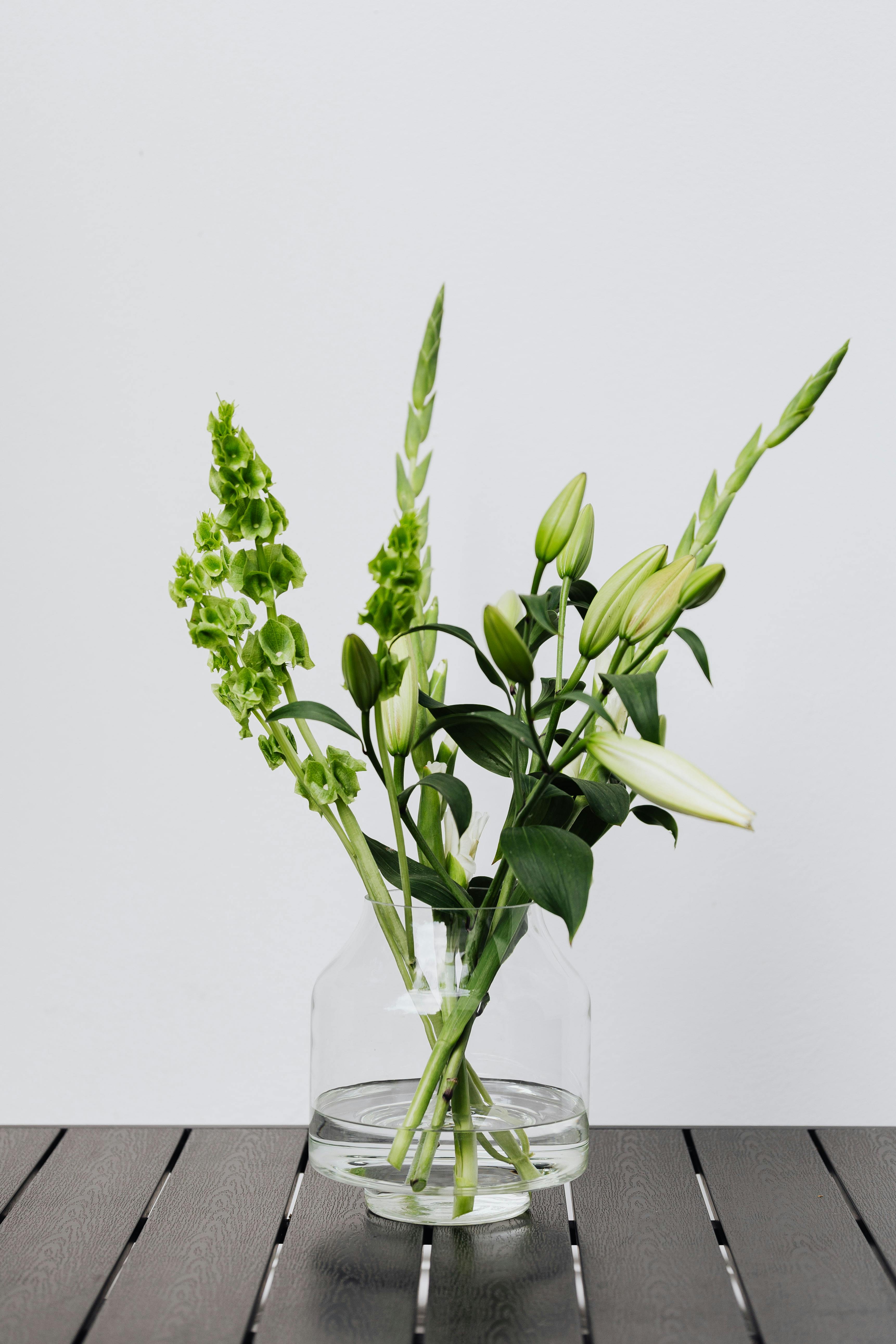 Plantas de agua para transformar tu hogar
