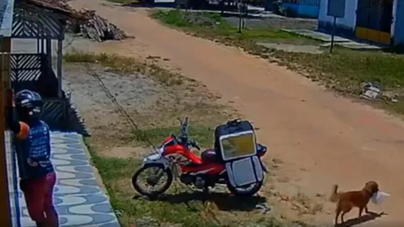 Un perrito muy hábil