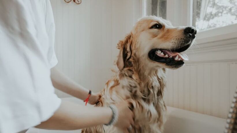 Hay que tener muchas precauciones al momento de bañar a un perro