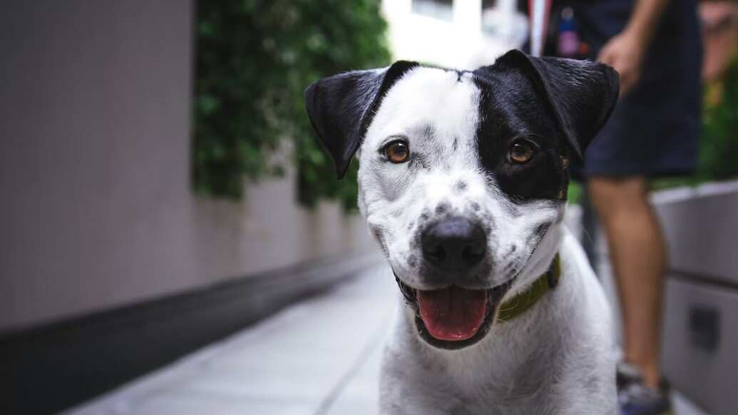 Un perrito muy atlético
