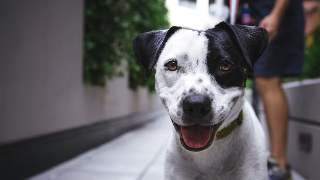 Un perrito muy atlético