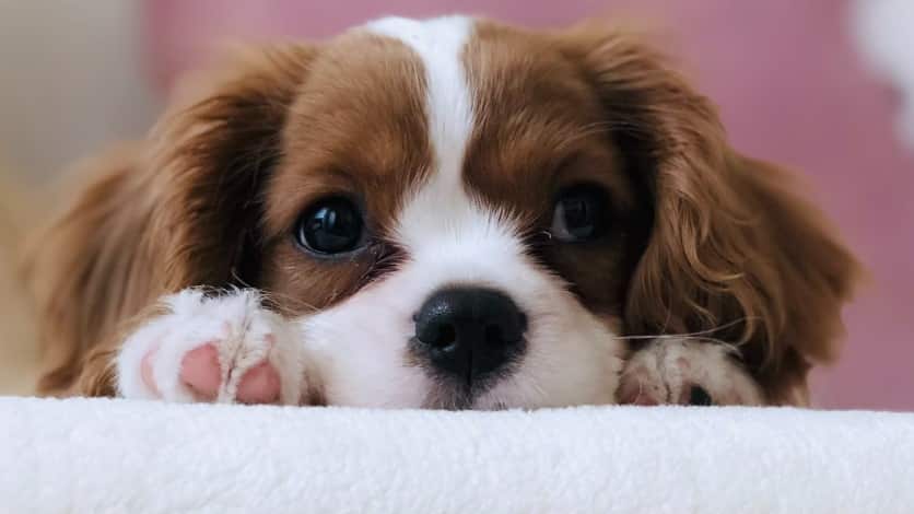 Esta escena enterneció a todos los amantes de los perritos