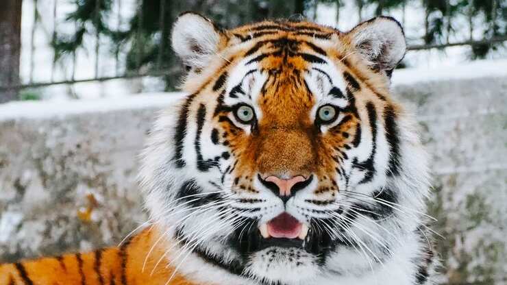 Los vecinos se alarmaron al verlo en la calle