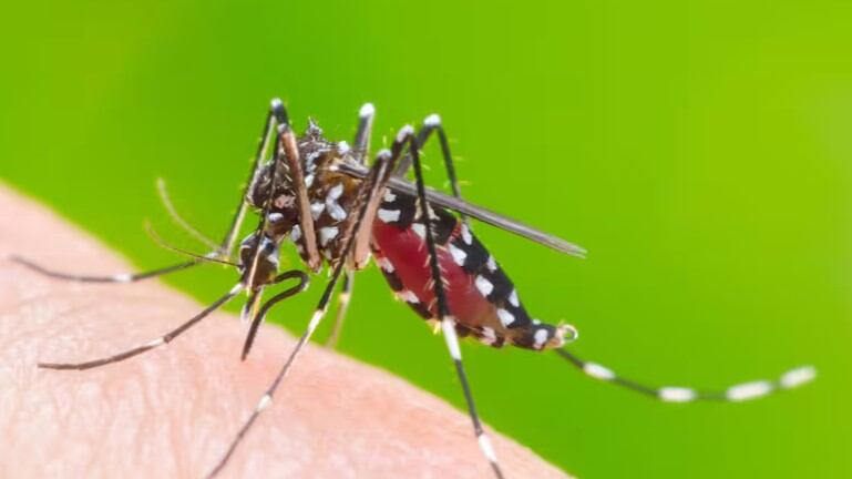 Aedes aegypti, el mosquito que transmite dengue, zika o chikungunya
